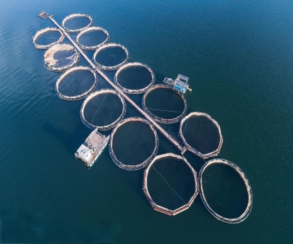 Oxygen Generator For Fish Farm Oxygen Generator For Fish Farm